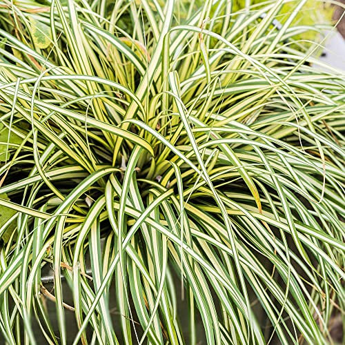 Carex Moonlight | Garden Ready Ornamental Grass | Evergreen Flowering Plant for Borders Flower Bed and Patio in Pot (15-30cm Incl. Pot)
