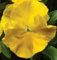 Semi gialli Viola del pensiero, Viola Giallo Semi, Viole del pensiero, non OGM Heirloom dei semi, 50ct