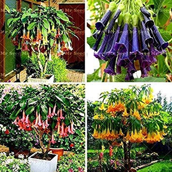 Germinazione I Semi: 20: 100pcs Semi di Fiore Piante Rare Semi di Fiore in Vaso di Angel Trombe Bons