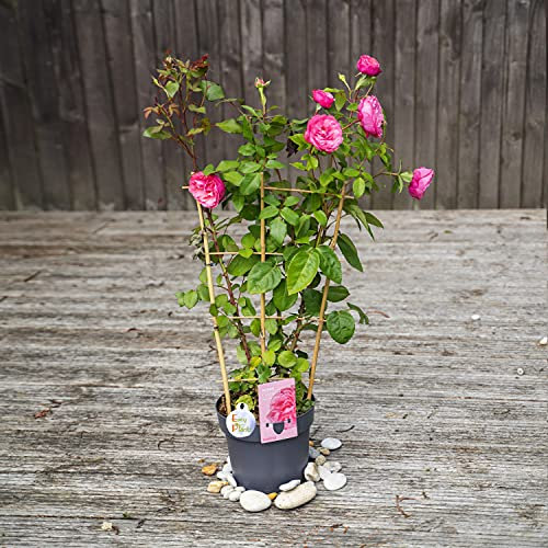 1 Established Trellised Pink Flower Climbing Rose Bush Plant in 4 Liter Pot - 85-90cm Tall