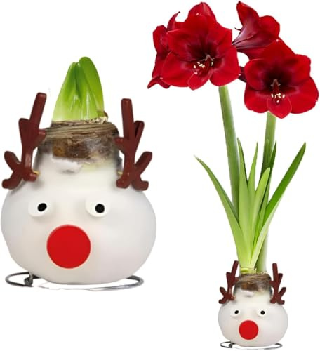 Amaryllis in Wachs Gewachst Pflegeleicht- Reindeer - 1 Zwiebel | Gewachste Amaryllis-Zwiebel aus Holland, Großformat 28/30, ohne Topf und Erde, ohne Gießen (kein Samen, nicht künstlich)