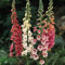Digitalis (Foxglove) Excelsior Garden Plant Hardy Biennial Flowering Garden Plants Easy to Grow Your Own 15x Garden Ready Plants by Thompson and Morgan