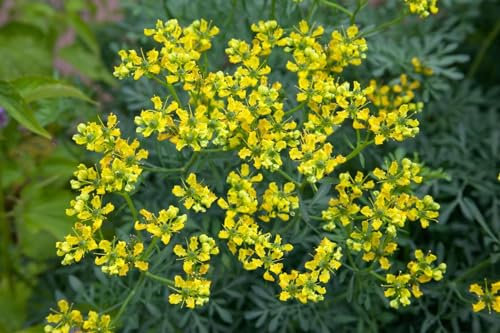 Ruta graveolens 9x9 cm Topf – Winterhart, Mehrjährig, Pflegeleicht – Weinraute – Kräuterpflanze für Beet & Topf
