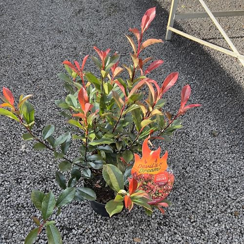 Glanzmispel Devil’s Dream ® Containerpflanzen 30-50 cm