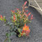 Glanzmispel Devil’s Dream ® Containerpflanzen 30-50 cm