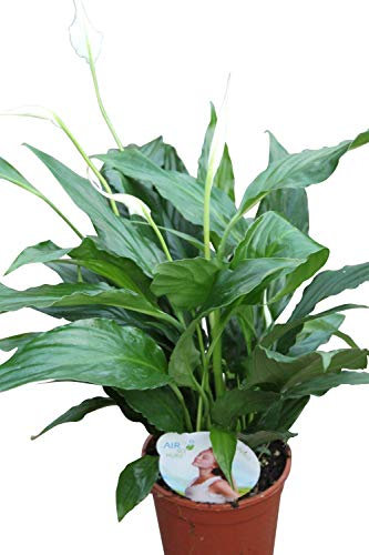 Planta de interior - para la casa o la oficina Planta -Spathyphyllum - Plantas grandes y tupidas de aproximadamente 40cm de altura - Lirio de paz