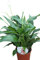 Planta de interior - para la casa o la oficina Planta -Spathyphyllum - Plantas grandes y tupidas de aproximadamente 40cm de altura - Lirio de paz
