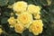 Beetrose Yellow Meilove im 4 Liter Rosentopf