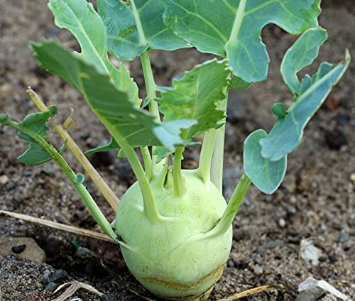 Kohlrabi Gigant - Superschmelz - Kohl - 200 Samen