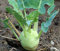 Kohlrabi Gigant - Superschmelz - Kohl - 200 Samen