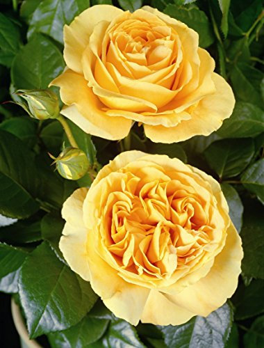 Edelrose Candlelight im 5 Liter Rosentopf