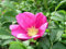 Rosa Rugosa Rose, Rosa rugosa Rosa, Samen (Hardy, Fast, duftend, Edible)