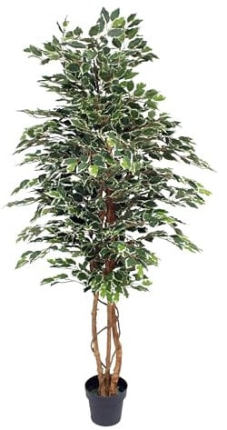 Blooming Artificial - Ficus Tree Artificial Plant, Large Fake Plant in Pot for House and Indoors, Year Round Decorative Realistic Faux Foliage (Variegated) (180cm/ 6ft)