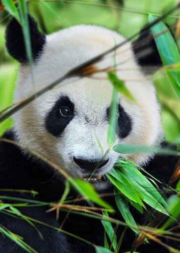 3-D Postkarte nr.10190 PANDA BÄR