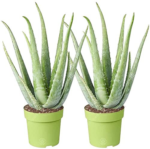Aloe Vera Plant - 2 plants