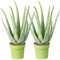 Aloe Vera Plant - 2 plants