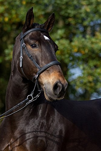 Gebisslose Zäumung für Pferde – Bittless Bridle und Sidepull in einem – Weich gepolstert mit breitem Nasen-, Stirn- und Genickstück – ideal für Western, Englisch und Wanderreiten – schwarz