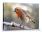 1art1 Vögel Poster Rotkehlchen Auf Einem AST Bilder Leinwand-Bild Auf Keilrahmen | XXL-Wandbild Poster Kunstdruck Als Leinwandbild 30x20 cm