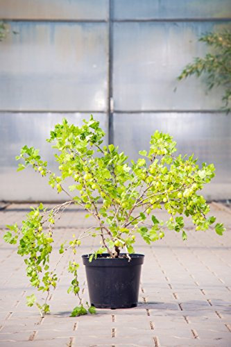 Stachelbeere Hinnonmäki gelb, 30-40 cm, Beerenobst Pflanze, Strauch für Sonne-Halbschatten, Obststrauch winterhart & mehrjährig, Ribes uva-crispa, im Topf