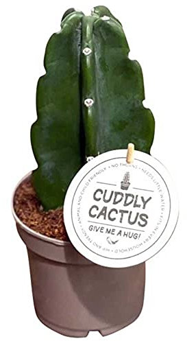 1 PIANTA DI CACTUS CUDDLY VASO 12CM SENZA SPINE