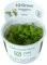 Aqua Essentials Tropica Phyllanthus fluitans 1-2-Grow! Floating Aquarium Plant