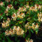 2x Lonicera Henryi – Caprifoglio – Rampicante – Sempreverde - ⌀15 cm - 60-70 cm