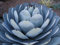 Heirloom Agave parryi Truncata Rare Succulent Artichaut Jardin des plantes exotiques graines 50 graines