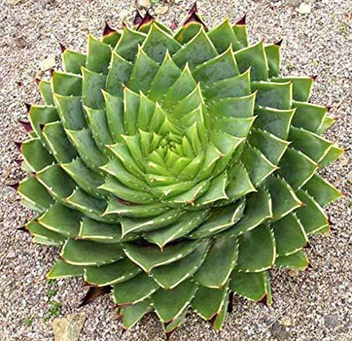 Portal Cool Aloe Polyphylla - 5 Semi - Spirale Aloe succulente
