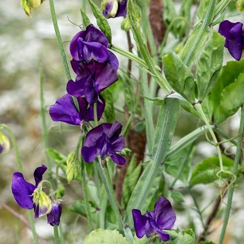 Sweet Pea Royal Blue Seeds – Fragrant Climbing Flowers in Rich Violet-Blue – Ideal for Trellises, Fences & Cut Flower Displays – Long-Lasting Blooms – Easy to Grow Annual