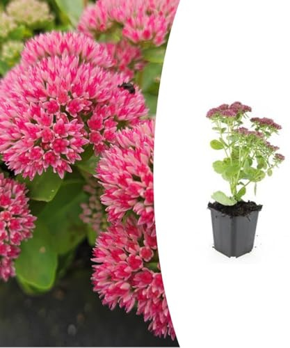 Sedum 'Herbstfreude' | 48 plantas - 10-25cm - Ø9cm - Planta de jardín