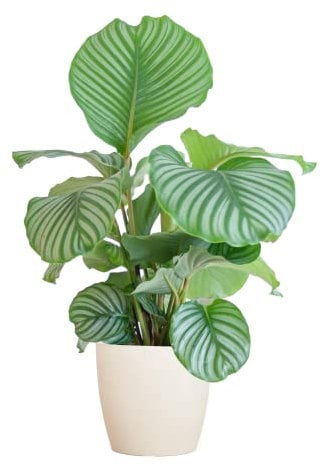 BloomPost Calathea Orbifolia — 55 — 65 cm + Weißer Fasertopf — Zimmerpflanze — pflegeleichte Zimmerpflanze — Einfach zu züchtende Heimbüro-Pflanzen — Inklusive Topf