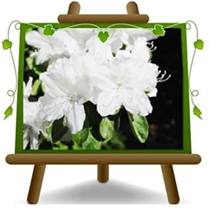 EURO PLANTS VIVAI Azalea a Piramide Bianca Pianta Ornamentale Vaso ø 28/32 cm Chioma 90~130 cm