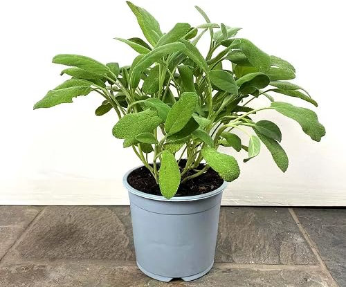 60 semi di salvia, verdi