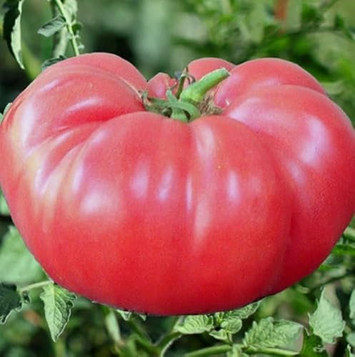 1 Pack of 20 SEEEDS Beef Tomato Brandywine Pink