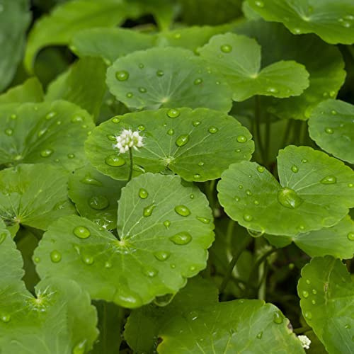 Gotu Kola - kräuterpflanzen balkonpflanzen pflanzendeko kübelpflanzen winterhart mehrjährig pflanzensamen kräutersamen küchenkräuter topfpflanzen winterharte balkonpflanzen 500samen