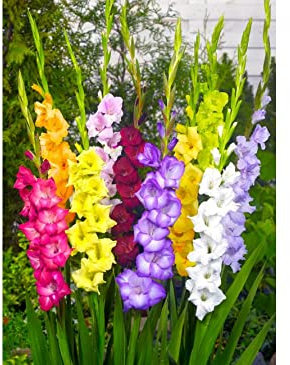 Flower Bulbs,Gladiolus Mixed, x20 Large Size Bulbs, Gladioli Bulbs.for Planting Now