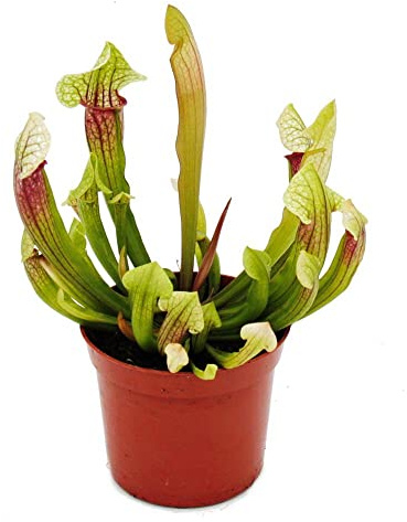 Schlauchpflanze Sarracenia Eva Fleischfressende Pflanze 9cm Topf