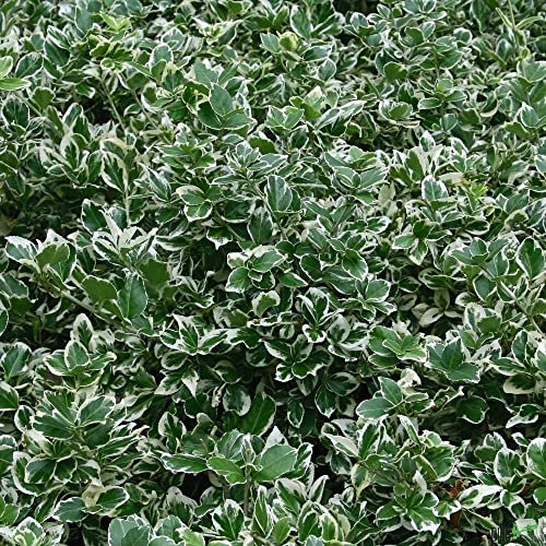 50 x Euonymus Emerald Gaiety Spindelstrauch Kriechspindel Bodendecker winterhart