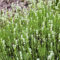 Lavendel, weiß, Topf-Ø 12 cm, 6 Pflanzen