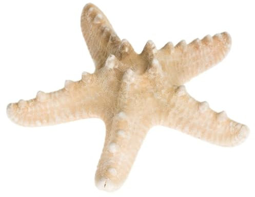 NaDeco Noppen Seestern ca. 5-7cm | Protoreaster nodosus | Seestern Deko | Kleiner Seestern | Deko Seestern | Seesternchen | Maritime Dekoration