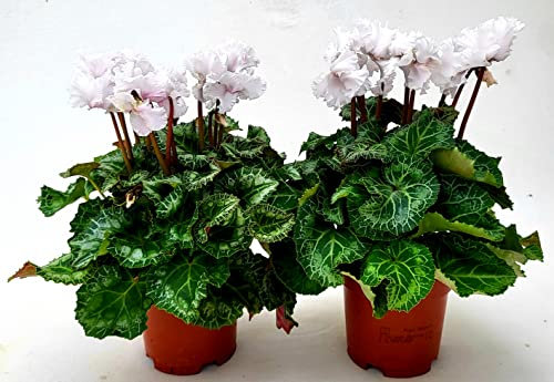 POWERS TO FLOWERS - CICLAMINO RICCIO FRANGIATO BIANCO, FIORITURA EXTRA, 2 PIANTE, VASO 13CM, piante vere