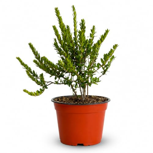 Mirto Tarantino | Pianta Viva in Vaso Ø14 | Altezza 20-40 cm | Pianta Mediterranea Sempreverde | Bacche Commestibili | Ideale per Giardino e Vaso