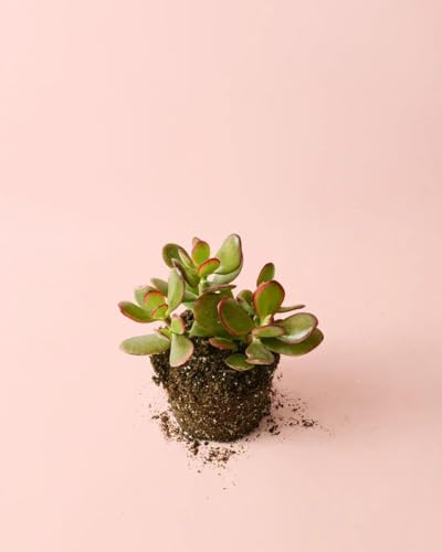 Crassula Ovata Árbol de Jade | Planta Natural Exterior | Pur Plant
