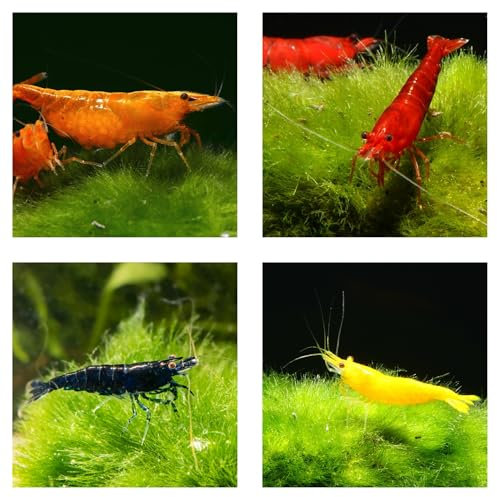 10 x Bunte Zwerggarnele Mix - Neocaridina davidi - gelbe, rote, orange und Blaue Garnelen fürs Aquarium