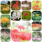 Bulbi di giglio ragno - fiori da giardino giglio ragno decorazione floreale bulbi da giardino a precoce piante balcone fiori estivi balcone Acquista la pianta del fiore di 11pcs