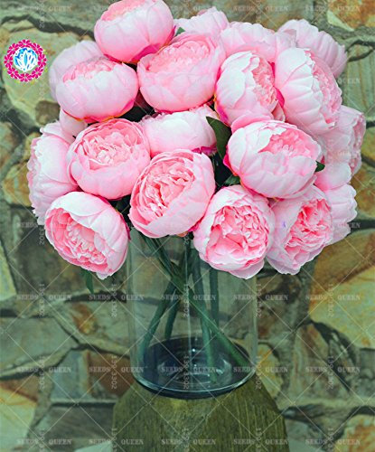 11.11 Große Förderung! 20 PC / Los seltene bunte Pfingstrose sät Chinese Baum Bonsai Samen Garten & Heim Bio-Kräuter-Anlage 1