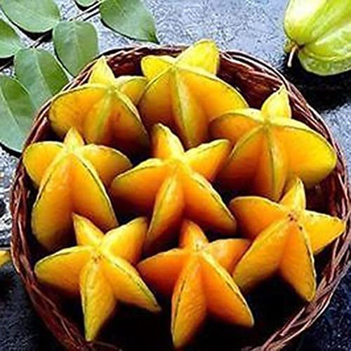 Haloppe 50 Stück thailändische Sternfruchtsamen für die Pflanzung im Hausgarten, thailändische Sternfruchtsamen, saftige Karambolen, exotische Baumsamen, hohe Keimung