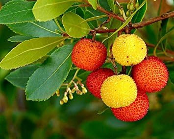 Corbezzolo (Arbutus unedo) – Pianta Sempreverde in Vaso 18 cm, H 70 cm – Albero Tricolore Mediterraneo con Fiori Bianchi e Frutti Rossi – FOTO REALI