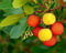 Corbezzolo (Arbutus unedo) – Pianta Sempreverde in Vaso 18 cm, H 70 cm – Albero Tricolore Mediterraneo con Fiori Bianchi e Frutti Rossi – FOTO REALI