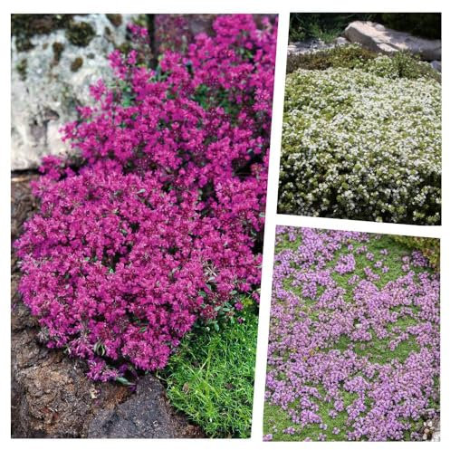 Stauden Gänge 3 x Thymus praecox Kollektion (StaudeWinterhart/Mehrjährig/Bodendecker/Stauden/Immergrün) Polster-Thymian - Ein Trio, das Duft und Eleganz vereint - trittfest